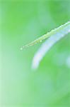 Close up of green leaf