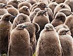 King penguin (Aptenodytes patagonicus) chick creche, Volunteer Point, East Falkland, Falkland Islands, South America