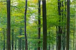 European Beech (Fagus sylvatica) Forest in Autumn, Nature Park, Spessart, Bavaria, Germany