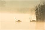 Mute Swans (Cygnus olor) on Misty Lake, Saxony, Germany