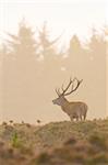 Male Red Deer (Cervus elaphus) in Rutting Season, Schleswig-Holstein, Germany