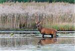 Male Red Deer (Cervus elaphus) Crossing Lake, Saxony, Germany