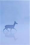 Red Deer Hind (Cervus elaphus) Crossing Misty Lake, Saxony, Germany