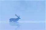 Red Deer Hart (Cervus elaphus) Crossing Misty Lake, Saxony, Germany