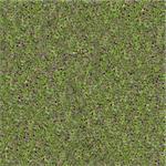 Green Meadow Grass in Early Spring. Seamless Tileable Texture.