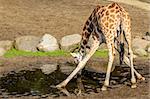 This giraffe was obviously very thirsty. I love the way they get int the most impossible angles to get to water down low.