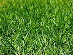 Background of Fresh Growth Green Grass in Sunny Day closeup Outdoors