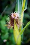 close image of a corn plant in a field