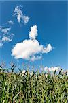 Image of corn plants with blue sky and white clouds