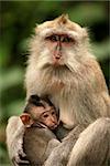 Family of monkeys. Monkeys forest on Bali. Indonesia