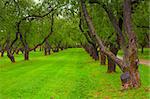 beautiful alley in the park with green lawn