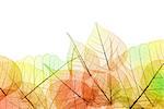 Border of Autumn color transparent Leaves - isolated on white background