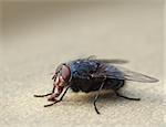 Common housefly macro insect bug closeup