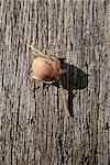 Hazelnut in the shell on the wooden background with a dry twig