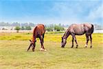 Two horses graze in a field