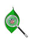 Illustration of magnifying glass and ladybird on green leaf isolated