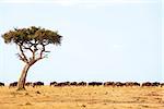 Wildebeest (Connochaetes) migrating on the Maasai Mara National Reserve safari in southwestern Kenya.