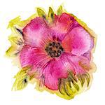Watercolor flower. Vector illustration.