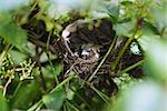 Little Bird Nestlings in the branch closeup