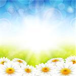 Vector illustration flowers on the summer background