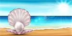 Vector illustration of the sea beach with a beautiful shells