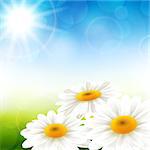 Vector illustration of summer flowers with a beautiful background