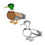 A duck isolated on a white background. Colorful and monochrome versions. Vector-art illustration