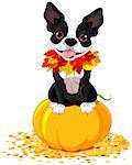 Boston Terrier sits on a pumpkin