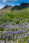 Scenic view of spring lupins in field with church on mountain side in background, Vik, Iceland