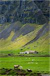 Sheep farm and mountainside view, Skalafell near Hofn, Iceland