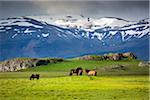 Icelandic horses in pasture with mountains in the background, at Hofn, Iceland