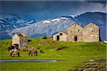 Icelandic horses in pasture with abandoned buildings and mountains in the background, at Hofn, Iceland