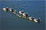 Close-up ducks and ducklings in water, Jokulsarlon Lagoon, Jokulsarlon, Iceland