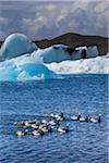 Close-up ducks and ducklings in water with icebergs, Jokulsarlon Lagoon, Jokulsarlon, Iceland