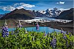 Scenic view of glacier and mountains with spring flowers, Svinafellsjokull, Skaftafell National Park, Iceland