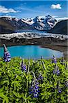 Spring flowers at scenic view of glacier and mountains, Svinafellsjokull, Skaftafell National Park, Iceland