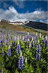 Scenic view of spring flowers with mountains in background, Svinafellsjokull, Skaftafell National Park, Iceland
