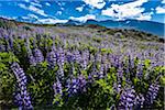 Close-up of field of spring flowers with mountains in background, Svinafellsjokull, Skaftafell National Park, Iceland