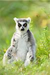 Close-up portrait of a ring-tailed lemur (Lemur catta) sitting in a meadow in summer, Zoo Augsburg, Swabia, Bavaria, Germany