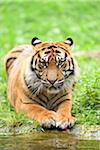 Close-up portrait of Sumatran tiger (Panthera tigris sumatrae) lying down in summer, Zoo Augsburg, Swabia, Bavaria, Germany