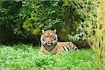 Portrait of a Sumatran tiger (Panthera tigris sumatrae) lying in a meadow in summer, Zoo Augsburg, Swabia, Bavaria, Germany