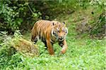 Close-up of a Sumatran tiger (Panthera tigris sumatrae) walking in a meadow in summer, Zoo Augsburg, Swabia, Bavaria, Germany