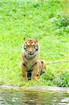 Close-up portrait of Sumatran tiger (Panthera tigris sumatrae) sitting by lake in summer, Zoo Augsburg, Swabia, Bavaria, Germany