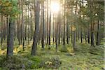 Landscape of a Scots pine (Pinus sylvestris) forest on a early morning in late summer, Upper Palatinate, Bavaria, Germany