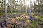 Scots pine (Pinus sylvestris) forest with common heather (Calluna vulgaris) in late summer, Upper Palatinate, Bavaria, Germany