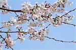 Cherry blossoms