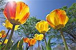 Tulip field