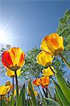 Tulip field