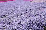 Moss Phlox