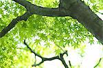 Green Maple leaves